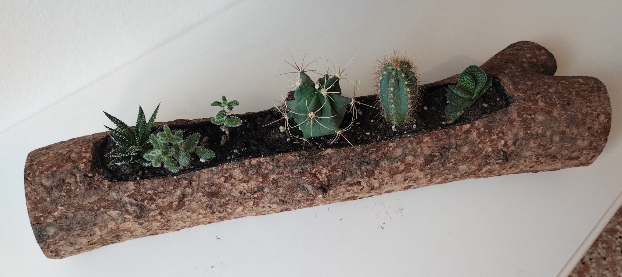 Cactus planter
